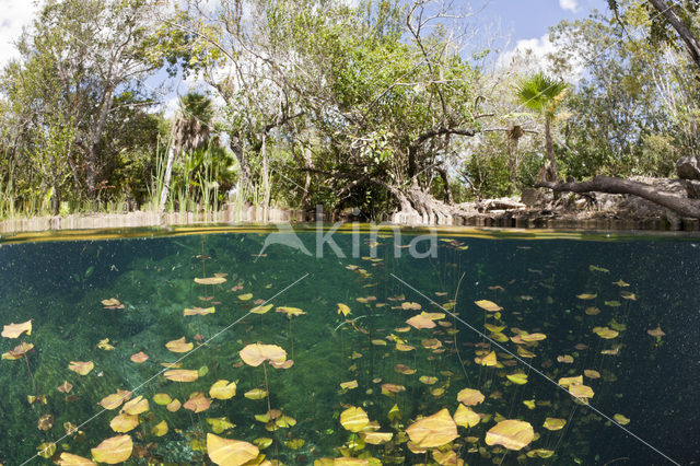 Car Wash Cenote