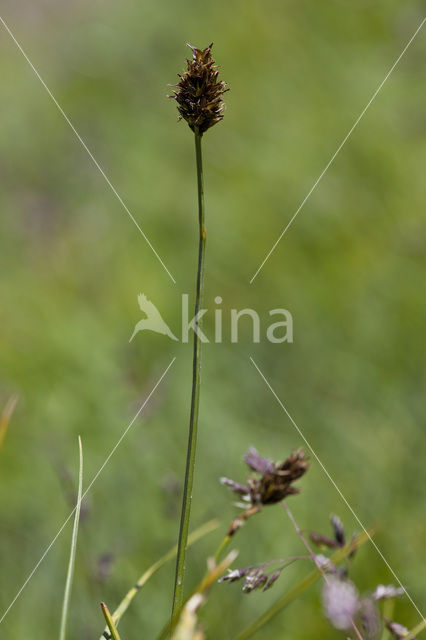 Carex foetida