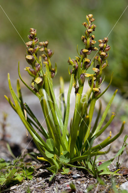 Chamorchis alpina