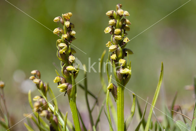 Chamorchis alpina