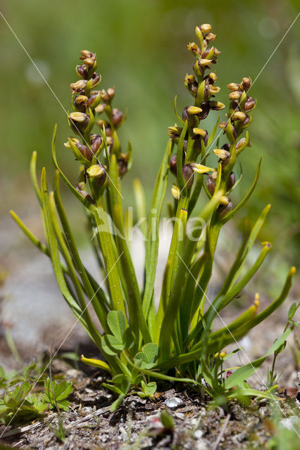 Chamorchis alpina