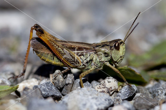 Chorthippus scalaris