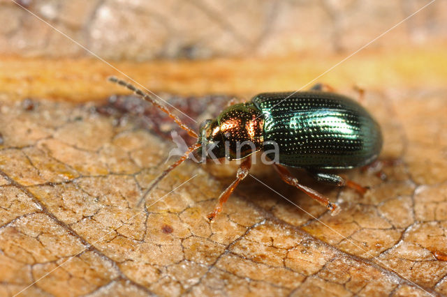 Crepidodera aurata