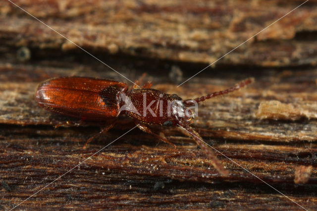 Cryptolestes duplicatus