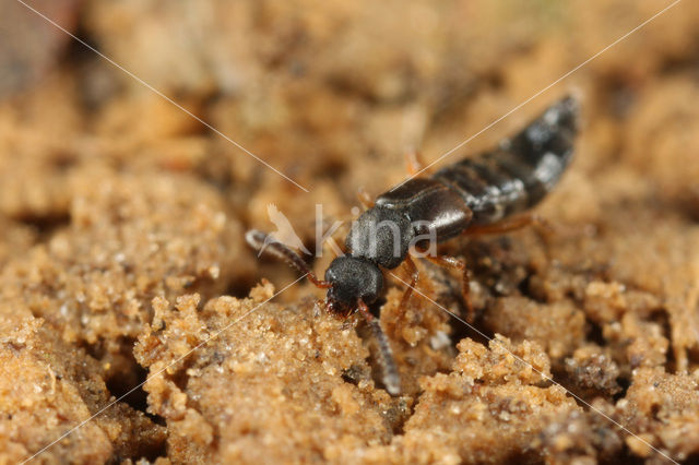 Dinaraea aequata