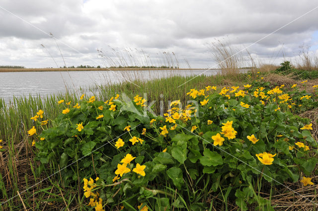 Dotterbloem (Caltha palustris)