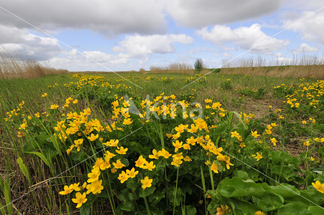 Dotterbloem (Caltha palustris)