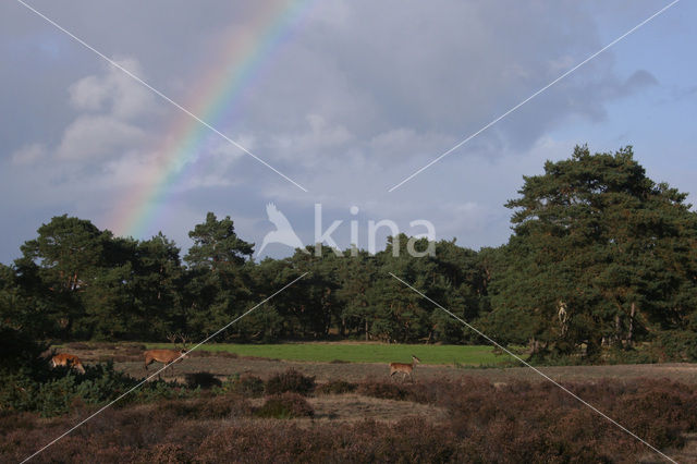 Red Deer (Cervus elaphus)