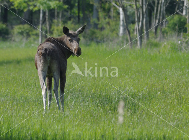 Eland (Alces alces)