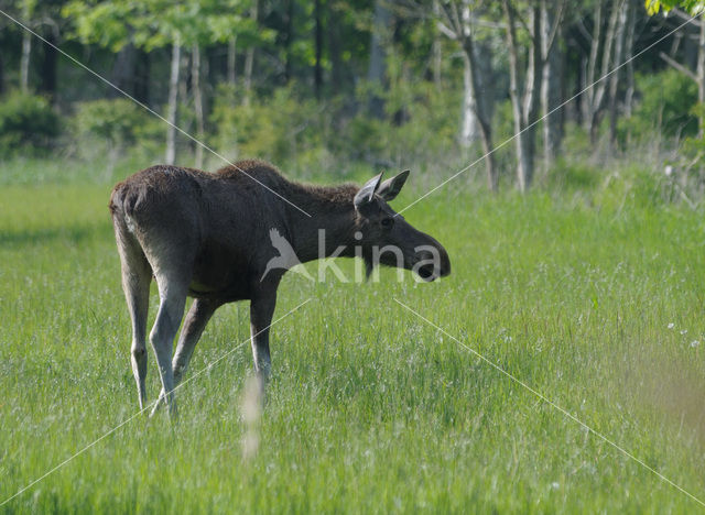 Eland (Alces alces)