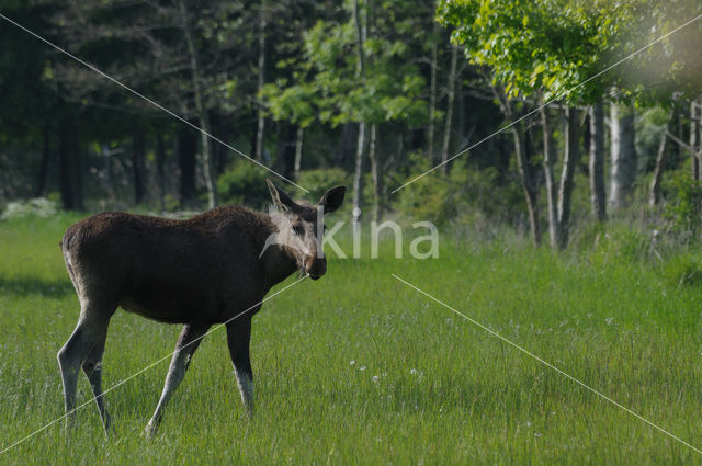 Eland (Alces alces)