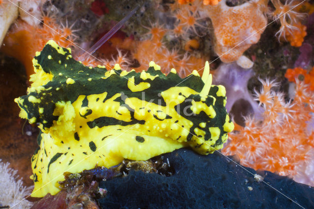 Gardiners Seaslug (Notodoris gardineri)