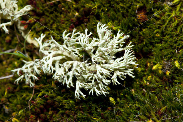 Gebogen rendiermos (Cladina arbuscula)