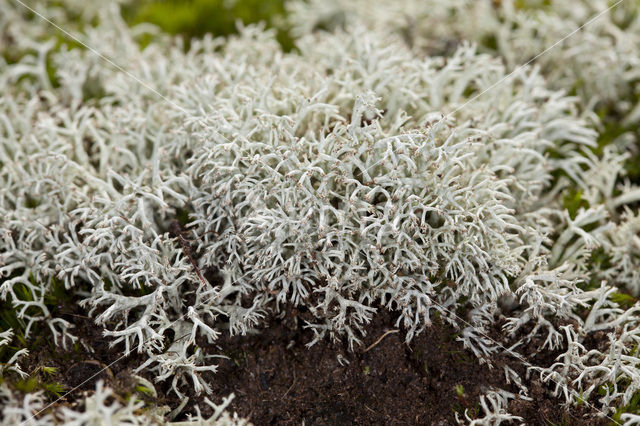 Gebogen rendiermos (Cladina arbuscula)