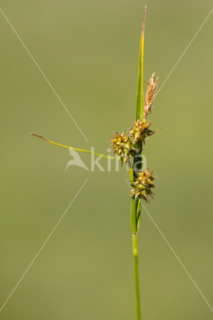 little green sedge (Carex viridula)