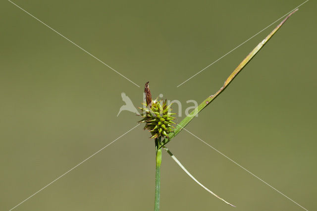 Gele zegge (Carex flava)