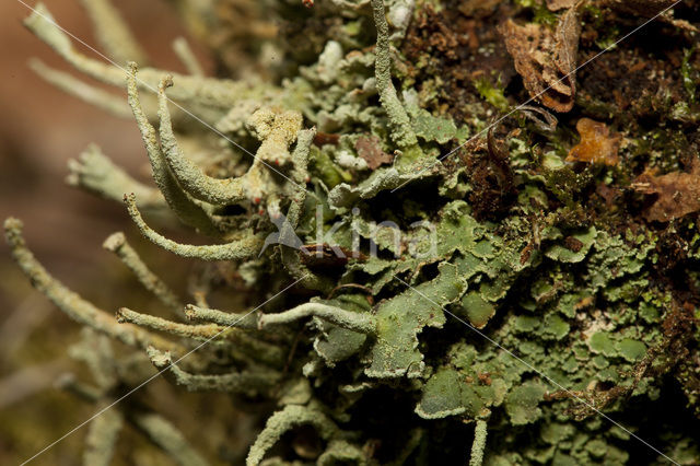 Gevingerd bekermos (Cladonia digitata)