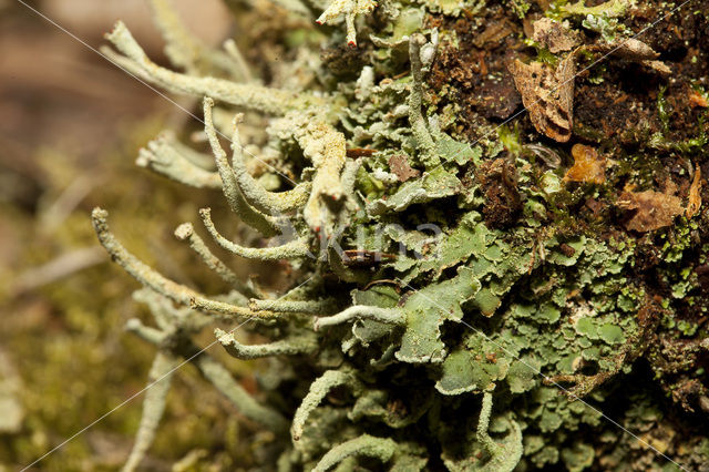 Gevingerd bekermos (Cladonia digitata)