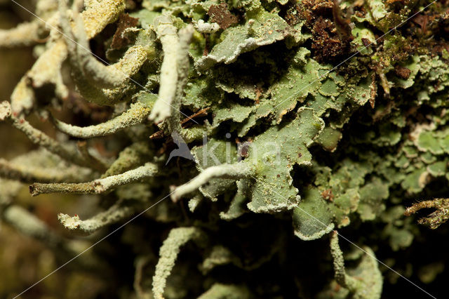 Gevingerd bekermos (Cladonia digitata)