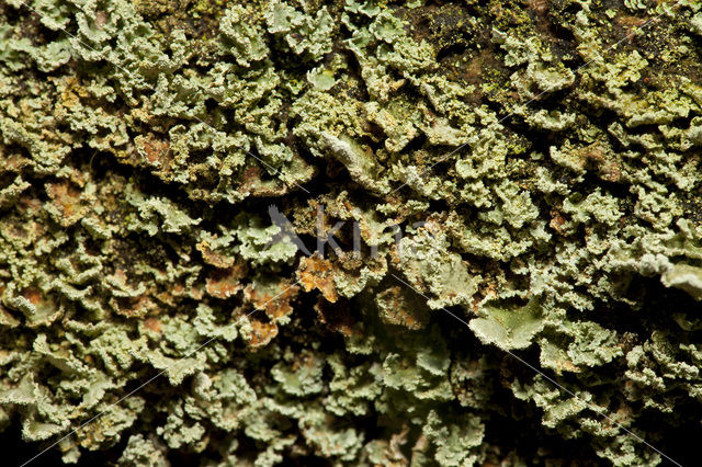 Gevingerd bekermos (Cladonia digitata)