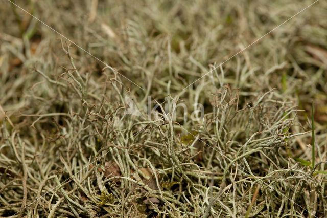 Gevorkt heidestaartje (Cladonia furcata)