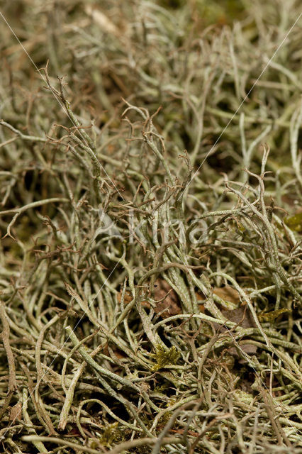 Gevorkt heidestaartje (Cladonia furcata)