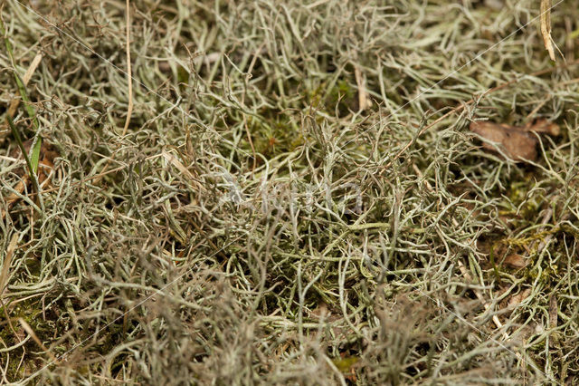 Gevorkt heidestaartje (Cladonia furcata)