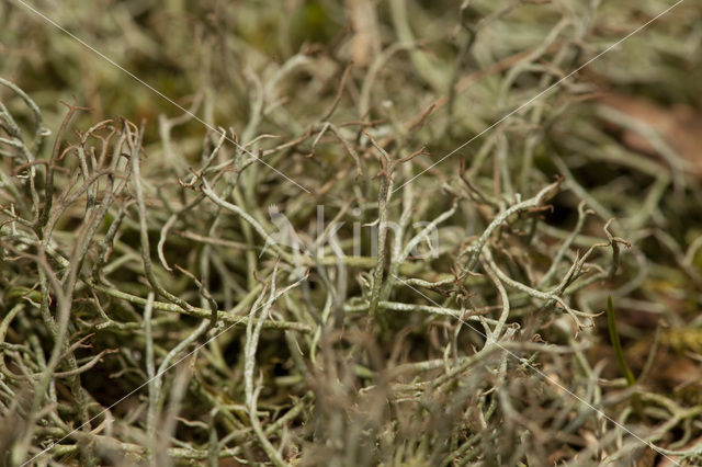 Gevorkt heidestaartje (Cladonia furcata)