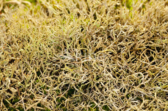 Gevorkt heidestaartje (Cladonia furcata)