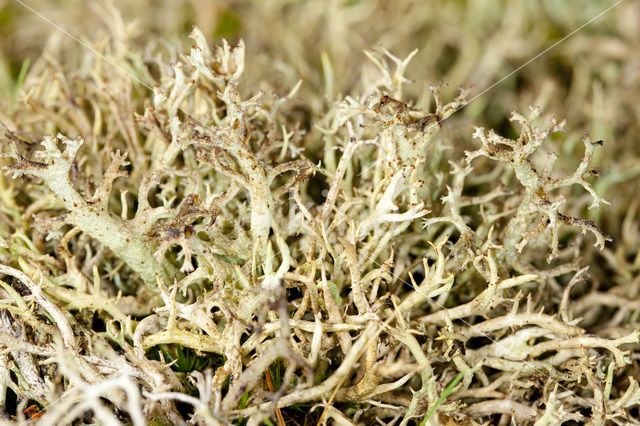 Gevorkt heidestaartje (Cladonia furcata)