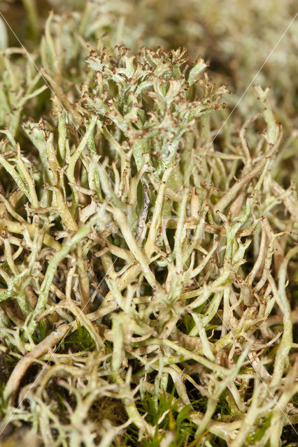 Gevorkt heidestaartje (Cladonia furcata)