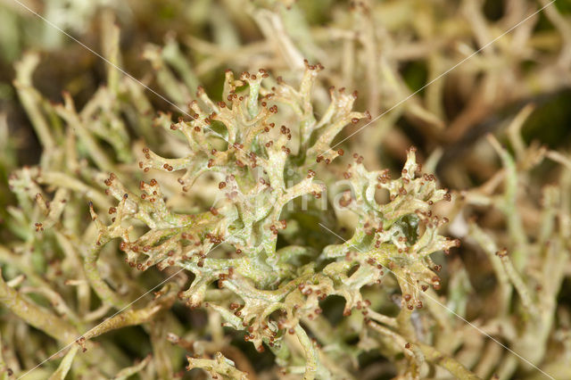 Gevorkt heidestaartje (Cladonia furcata)