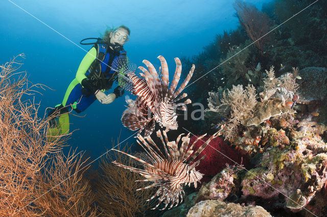 Gewone Koraalduivel (Pterois volitans)