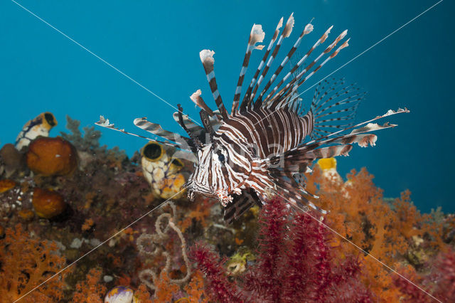 Gewone Koraalduivel (Pterois volitans)