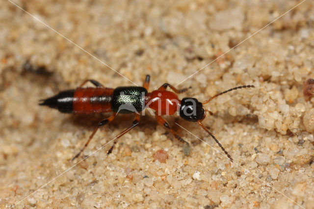 Gewone oeverkortschildkever (Paederus riparius)