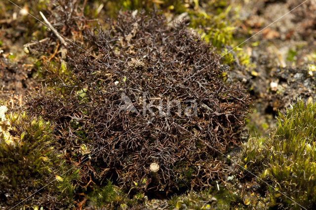 Gewoon kraakloof (Cetraria aculeata)