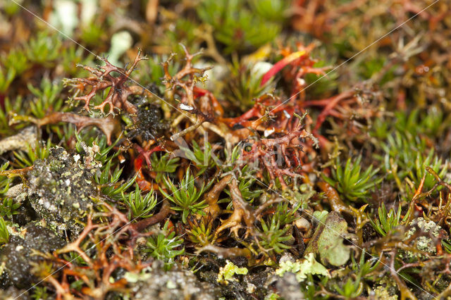 Gewoon kraakloof (Cetraria aculeata)