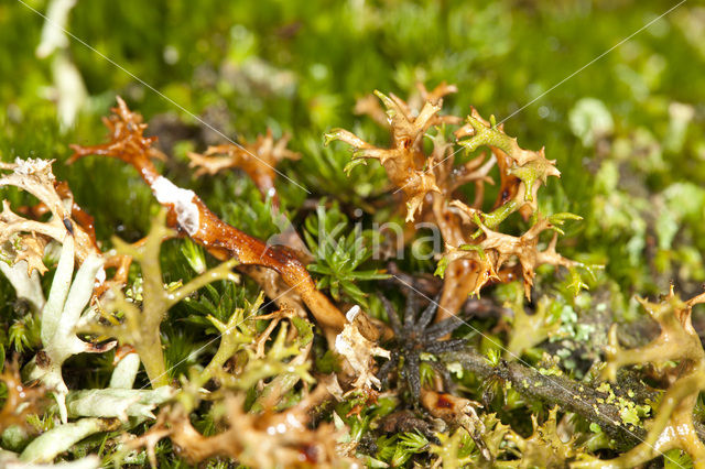 Gewoon kraakloof (Cetraria aculeata)