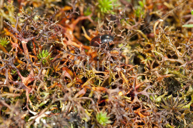 Gewoon kraakloof (Cetraria aculeata)