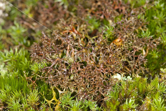 Gewoon kraakloof (Cetraria aculeata)