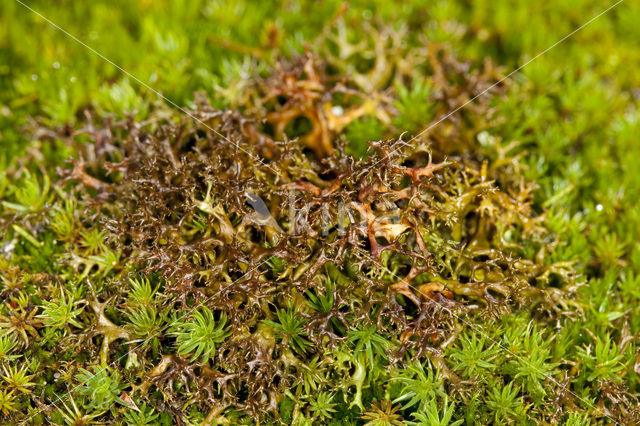 Gewoon kraakloof (Cetraria aculeata)