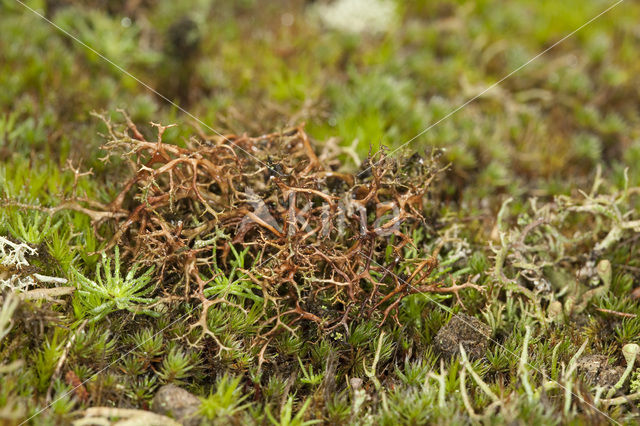 Gewoon kraakloof (Cetraria aculeata)