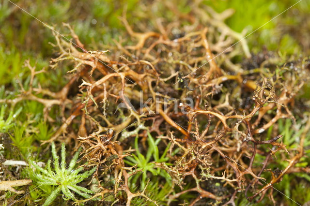 Gewoon kraakloof (Cetraria aculeata)