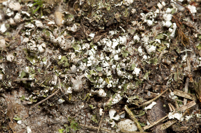 Gewoon stapelbekertje (Cladonia cervicornis)