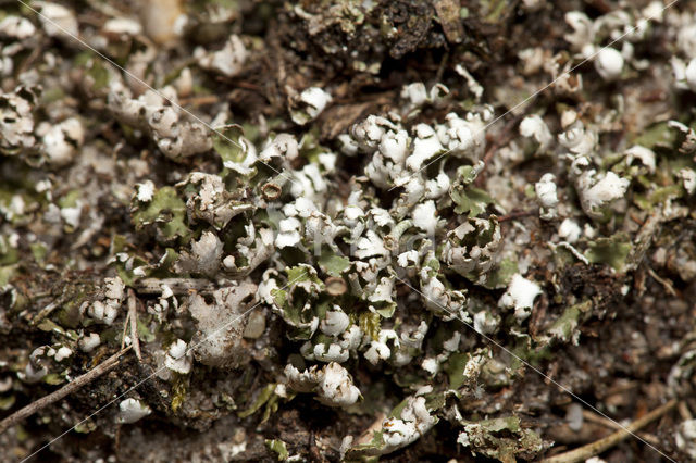 Gewoon stapelbekertje (Cladonia cervicornis)