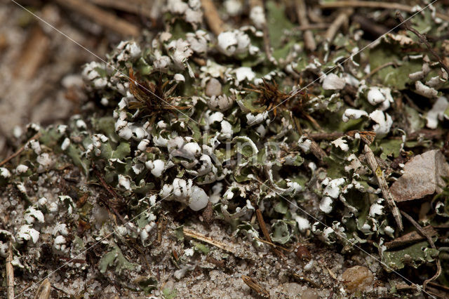 Gewoon stapelbekertje (Cladonia cervicornis)