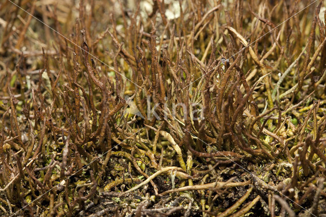 Girafje (Cladonia gracilis)