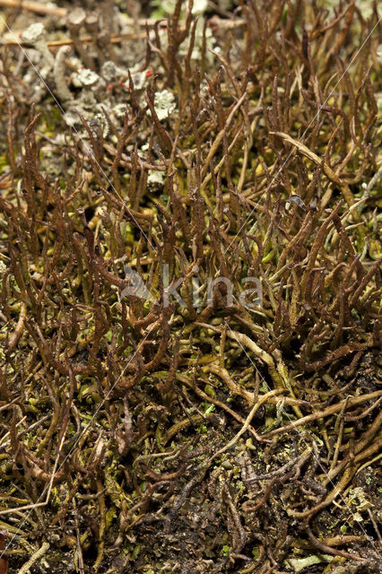 Girafje (Cladonia gracilis)