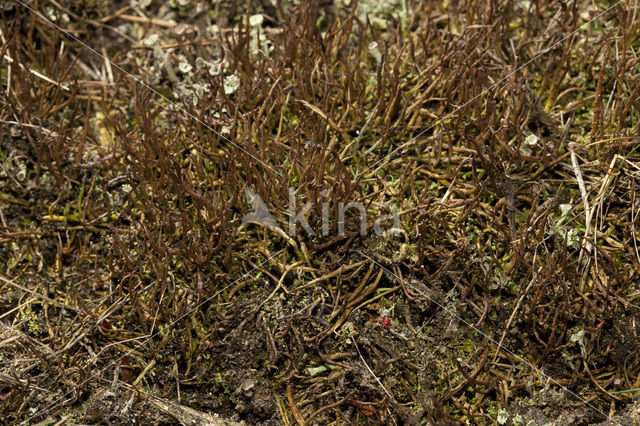 Girafje (Cladonia gracilis)