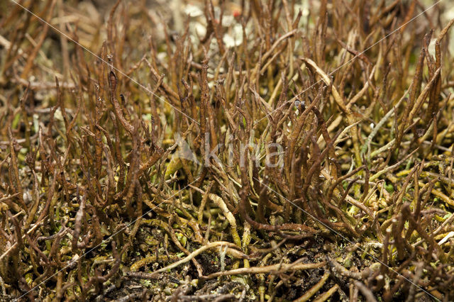 Girafje (Cladonia gracilis)